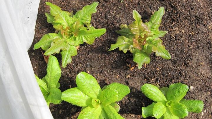 Dicas para cultivar verduras no seu jardim