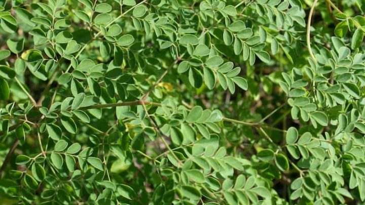 O Milagre das Folhas de Moringa