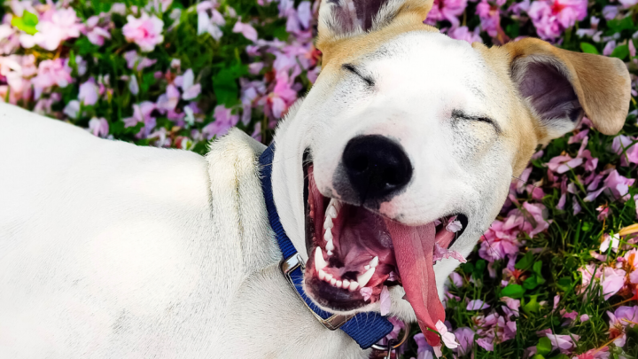 5 dicas essenciais para o bem estar do seu pet