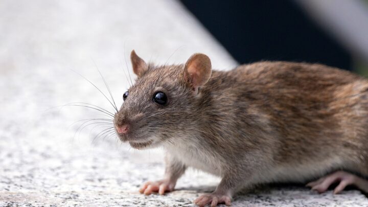 Dedetização e Desratização: A importância de manter a frequência do controle de pragas