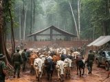 ALive: O Mistério do Gado Apreendido Pelo ICMBio no Pará Ainda Sem Respostas